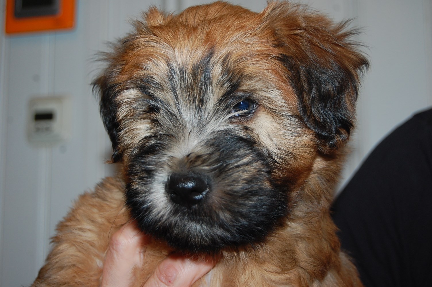 Startsida Kennel Oreifos Irish Softcoated Wheaten Terrier