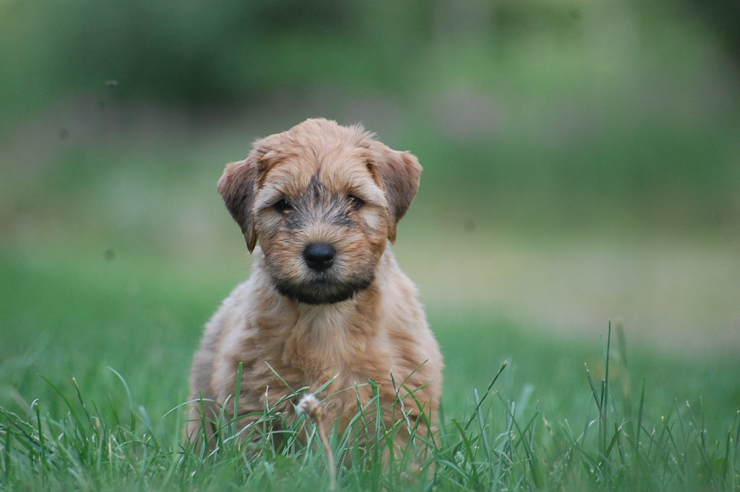 Startsida Kennel Oreifos Irish Softcoated Wheaten Terrier